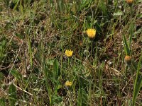 Pilosella officinarum 32, Muizenoor, Saxifraga-Hans Boll