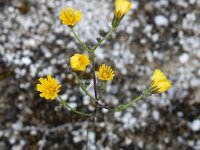 Pilosella piloselloides 2, Grijs havikskruid, Saxifraga-Ed Stikvoort