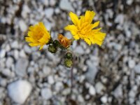 Pilosella piloselloides 4, Grijs havikskruid, Saxifraga-Ed Stikvoort