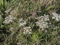 Pimpinella saxifraga 10, Kleine bevernel, Saxifraga-Willem van Kruijsbergen