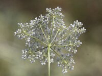 Pimpinella saxifraga 5, Kleine bevernel, Saxifraga-Peter Meininger