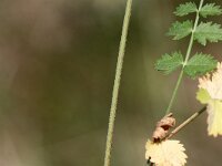Pimpinella saxifraga 6, Kleine bevernel, Saxifraga-Peter Meininger