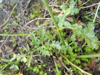 Pimpinella saxifraga 8, Kleine bevernel, Saxifraga-Rutger Barendse