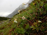 Pinguicula alpina 11, Saxifraga-Ed Stikvoort