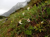 Pinguicula alpina 12, Saxifraga-Ed Stikvoort