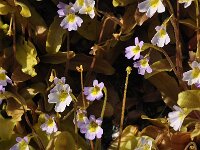 Pinguicula crystallina ssp hirtiflora 3, Saxifraga-Harry Jans
