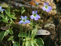 Pinguicula hirtiflora 5, Saxifraga-Dirk Hilbers