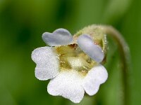 Pinguicula lusitanica 3, Saxifraga-Sonja Bouwman   Pale butterwort - Pinguicula lusitanica - Lentibulariaceae familie