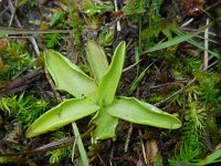 Pinguicula vulgaris 25, Vetblad, Saxifraga-Ed Stikvoort