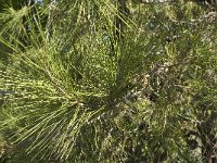 Pinus brutia 1, Saxifraga-Jan van der Straaten