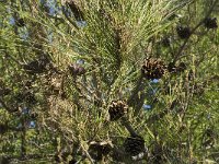 Pinus brutia 2, Saxifraga-Jan van der Straaten