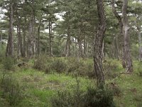 Pinus brutia 3, Saxifraga-Dirk Hilbers