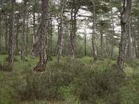 Pinus brutia 4, Saxifraga-Dirk Hilbers