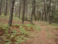 Pinus brutia 5, Saxifraga-Dirk Hilbers