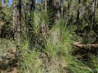 Pinus canariensis 11, Saxifraga-Rutger Barendse