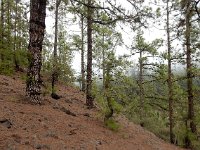Pinus canariensis 2, Saxifraga-Ed Stikvoort