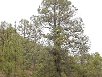 Pinus canariensis 4, Saxifraga-Ed Stikvoort