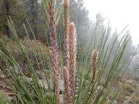 Pinus canariensis 5, Saxifraga-Ed Stikvoort