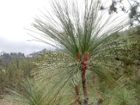 Pinus canariensis 6, Saxifraga-Ed Stikvoort