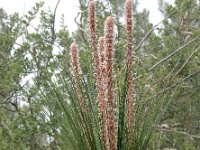 Pinus canariensis 7, Saxifraga-Ed Stikvoort