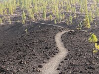 Pinus canariensis 9, Saxifraga-Dirk Hilbers