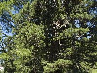 Pinus cembra 2, Saxifraga-Willem van Kruijsbergen