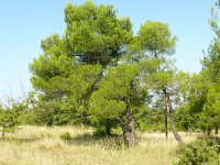 Pinus halepensis 34, Saxifraga-Hans Grotenhuis
