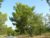 Pinus halepensis 35, Saxifraga-Hans Grotenhuis