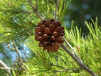 Pinus halepensis 36, Saxifraga-Hans Grotenhuis