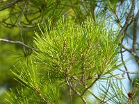 Pinus halepensis 38, Saxifraga-Hans Grotenhuis