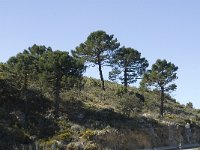 Pinus maritima 11, Saxifraga-Jan van der Straaten