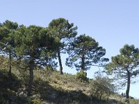 Pinus maritima 12, Saxifraga-Jan van der Straaten