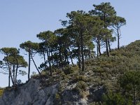 Pinus maritima 13, Saxifraga-Jan van der Straaten