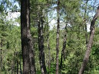 Pinus maritima 15, Saxifraga-Dirk Hilbers