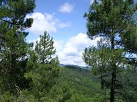 Pinus maritima 16, Saxifraga-Dirk Hilbers