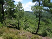 Pinus maritima 17, Saxifraga-Dirk Hilbers