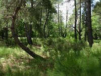 Pinus maritima 19, Saxifraga-Dirk Hilbers