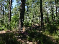 Pinus maritima 21, Saxifraga-Dirk Hilbers
