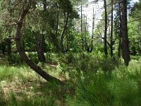 Pinus maritima 4, Saxifraga-Dirk Hilbers