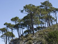 Pinus maritima 9, Saxifraga-Willem van Kruijsbergen