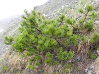 Pinus mugo 23, Saxifraga-Rutger Barendse