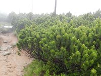Pinus mugo 24, Saxifraga-Rutger Barendse