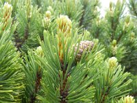 Pinus mugo 25, Saxifraga-Rutger Barendse