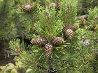Pinus mugo ssp mugo 1, Saxifraga-Jan van der Straaten