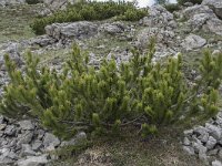 Pinus mugo ssp mugo 20, Saxifraga-Willem van Kruijsbergen