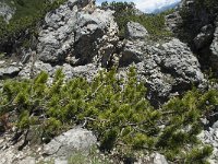 Pinus mugo ssp mugo 22, Saxifraga-Annemiek Bouwman