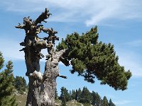 Pinus mugo ssp uncinata 11, Saxifraga-Jan van der Straaten