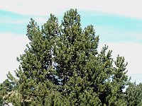 Pinus mugo ssp uncinata 12, Saxifraga-Jan van der Straaten