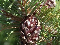 Pinus mugo ssp uncinata 13, Saxifraga-Jan van der Straaten
