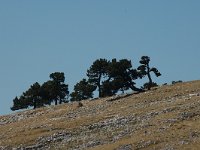 Pinus mugo ssp uncinata 14, Saxifraga-Jan van der Straaten